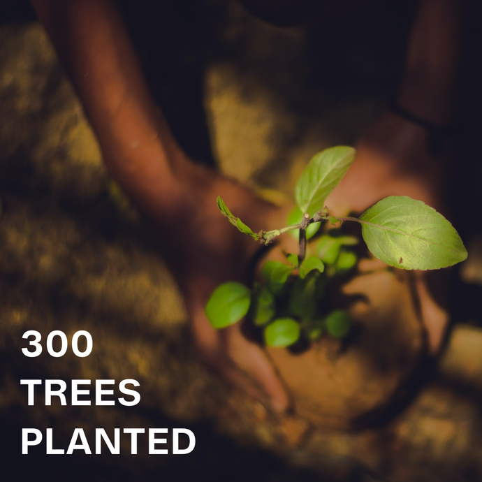 300 Post-COVID Trees Planted