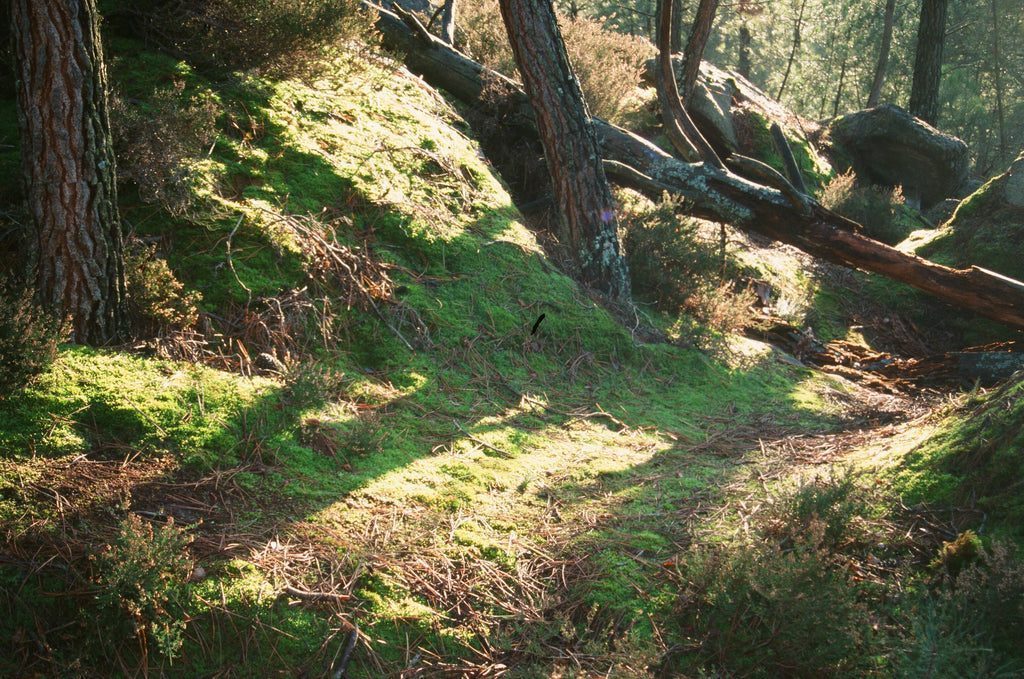 Another 270 Trees Planted