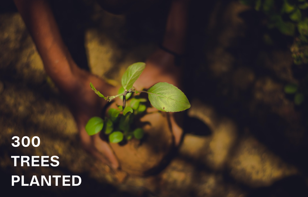300 Post-COVID Trees Planted
